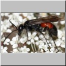 Priocnemis melanosoma - Wegwespe w07a 8mm OS-Hasbergen-Lehmhuegel.jpg